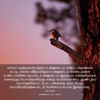 Picture 03 - எசேக்கியேல் 16:31 TAMIRV - எல்லா - Bible Verse Picture