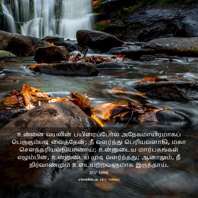 Picture 03 - எசேக்கியேல் 16:7 TAMIRV - உன்னை வயலின் - Bible Verse Picture