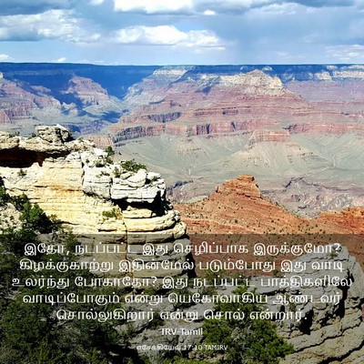 Picture 03 - எசேக்கியேல் 17:10 TAMIRV - இதோ, நடப்பட்ட இது - Bible Verse Picture