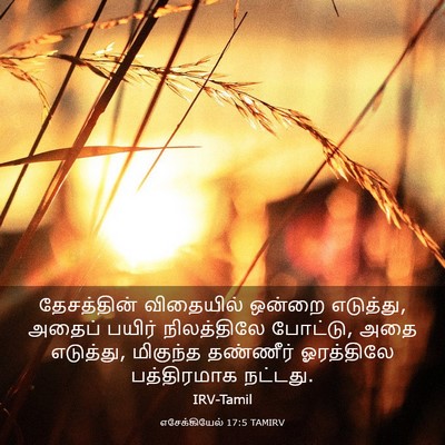 Picture 03 - எசேக்கியேல் 17:5 TAMIRV - தேசத்தின் - Bible Verse Picture