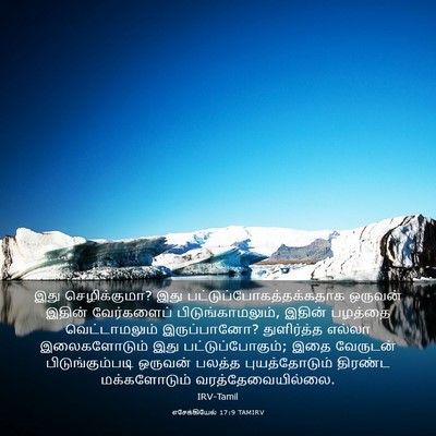 Picture 03 - எசேக்கியேல் 17:9 TAMIRV - இது செழிக்குமா? - Bible Verse Picture