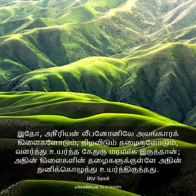 Picture 03 - எசேக்கியேல் 31:3 TAMIRV - இதோ, அசீரியன் - Bible Verse Picture