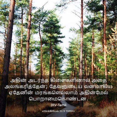 Picture 03 - எசேக்கியேல் 31:9 TAMIRV - அதின் அடர்ந்த - Bible Verse Picture