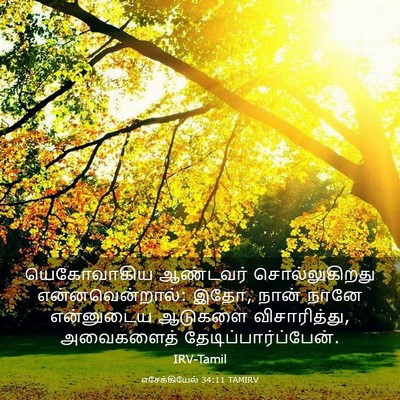 Picture 03 - எசேக்கியேல் 34:11 TAMIRV - யெகோவாகிய ஆண்டவர் - Bible Verse Picture