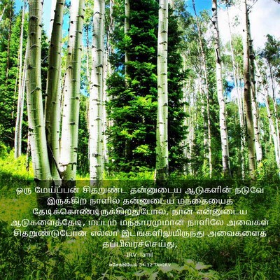 Picture 03 - எசேக்கியேல் 34:12 TAMIRV - ஒரு மேய்ப்பன் - Bible Verse Picture