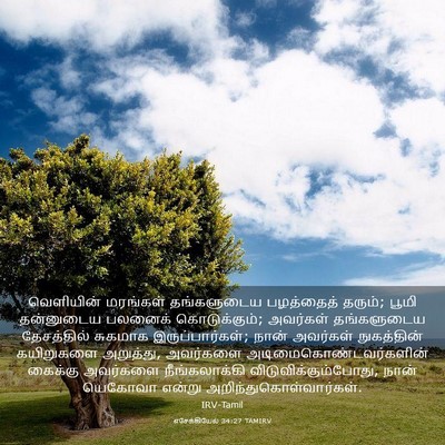 Picture 03 - எசேக்கியேல் 34:27 TAMIRV - வெளியின் மரங்கள் - Bible Verse Picture