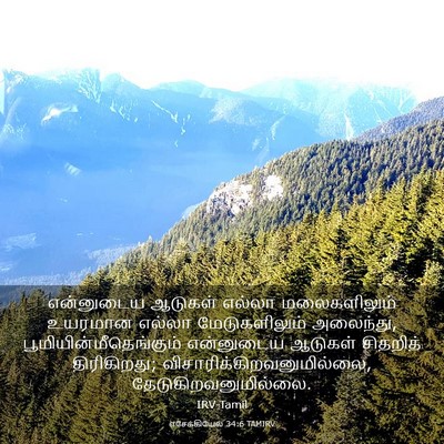 Picture 03 - எசேக்கியேல் 34:6 TAMIRV - என்னுடைய ஆடுகள் - Bible Verse Picture