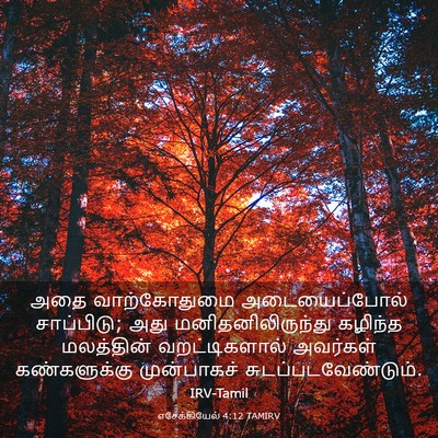 Picture 03 - எசேக்கியேல் 4:12 TAMIRV - அதை வாற்கோதுமை - Bible Verse Picture