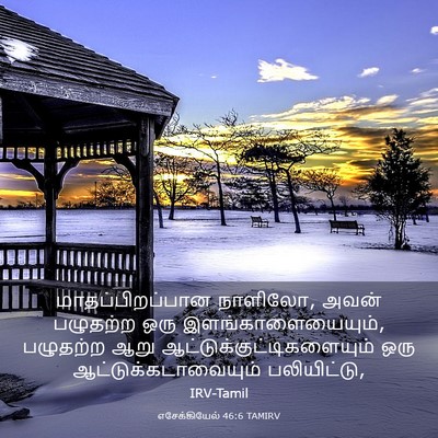 Picture 03 - எசேக்கியேல் 46:6 TAMIRV - மாதப்பிறப்பான - Bible Verse Picture