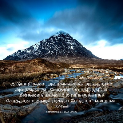 Picture 03 - எண்ணாகமம் 11:22 TAMIRV - ஆடுமாடுகளை - Bible Verse Picture