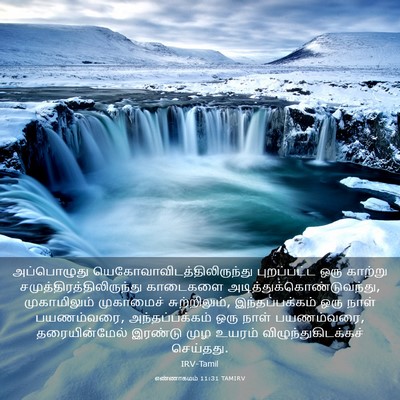 Picture 03 - எண்ணாகமம் 11:31 TAMIRV - அப்பொழுது - Bible Verse Picture