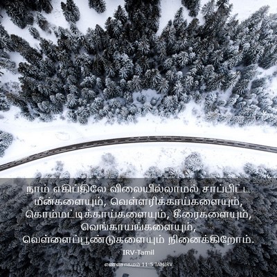 Picture 03 - எண்ணாகமம் 11:5 TAMIRV - நாம் எகிப்திலே - Bible Verse Picture