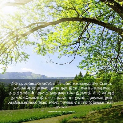 Picture 03 - எண்ணாகமம் 13:23 TAMIRV - பின்பு, அவர்கள் - Bible Verse Picture