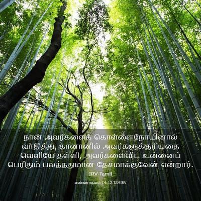 Picture 03 - எண்ணாகமம் 14:12 TAMIRV - நான் அவர்களைக் - Bible Verse Picture