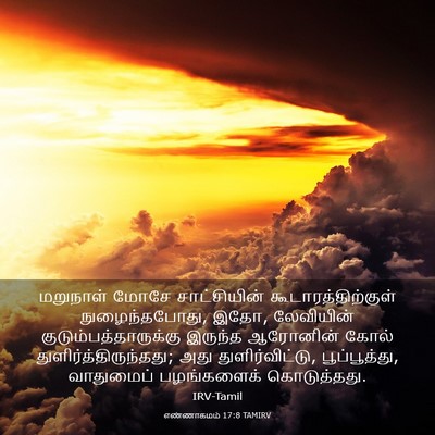 Picture 03 - எண்ணாகமம் 17:8 TAMIRV - மறுநாள் மோசே - Bible Verse Picture