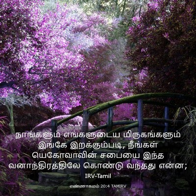 Picture 03 - எண்ணாகமம் 20:4 TAMIRV - நாங்களும் - Bible Verse Picture