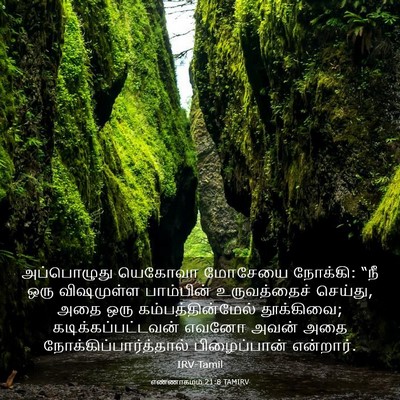 Picture 03 - எண்ணாகமம் 21:8 TAMIRV - அப்பொழுது யெகோவா - Bible Verse Picture