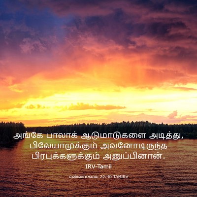 Picture 03 - எண்ணாகமம் 22:40 TAMIRV - அங்கே பாலாக் - Bible Verse Picture