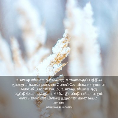Picture 03 - எண்ணாகமம் 28:12 TAMIRV - உணவுபலியாக - Bible Verse Picture