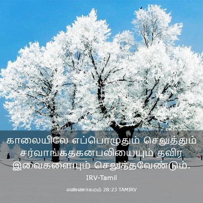 Picture 03 - எண்ணாகமம் 28:23 TAMIRV - காலையிலே - Bible Verse Picture