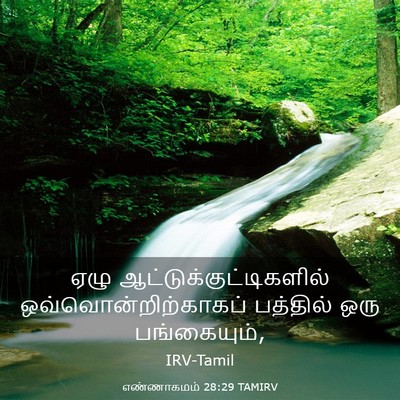 Picture 03 - எண்ணாகமம் 28:29 TAMIRV - ஏழு - Bible Verse Picture
