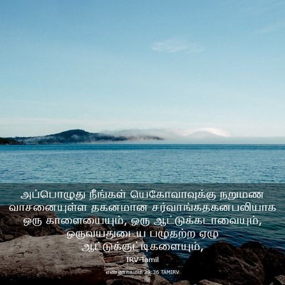 Picture 03 - எண்ணாகமம் 29:36 TAMIRV - அப்பொழுது நீங்கள் - Bible Verse Picture