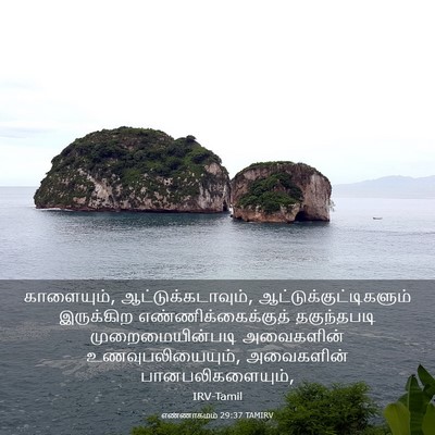 Picture 03 - எண்ணாகமம் 29:37 TAMIRV - காளையும், - Bible Verse Picture