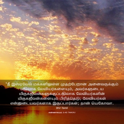 Picture 03 - எண்ணாகமம் 3:45 TAMIRV - “நீ இஸ்ரவேல் - Bible Verse Picture