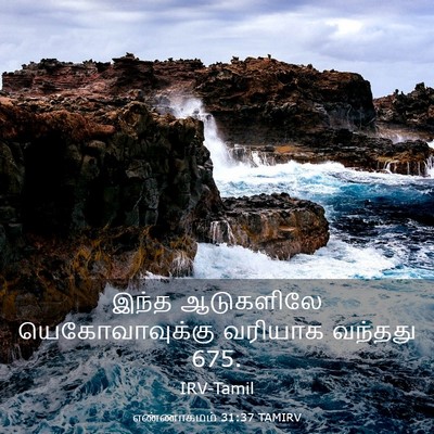 Picture 03 - எண்ணாகமம் 31:37 TAMIRV - இந்த ஆடுகளிலே - Bible Verse Picture