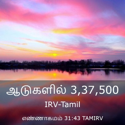 Picture 03 - எண்ணாகமம் 31:43 TAMIRV - ஆடுகளில் - Bible Verse Picture