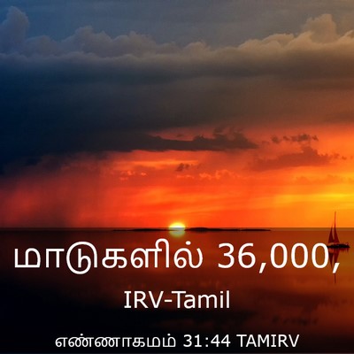 Picture 03 - எண்ணாகமம் 31:44 TAMIRV - மாடுகளில் - Bible Verse Picture