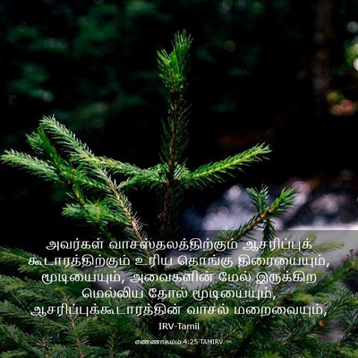 Picture 03 - எண்ணாகமம் 4:25 TAMIRV - அவர்கள் - Bible Verse Picture