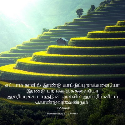 Picture 03 - எண்ணாகமம் 6:10 TAMIRV - எட்டாம் நாளில் - Bible Verse Picture
