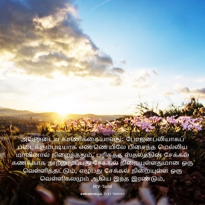 Picture 03 - எண்ணாகமம் 7:37 TAMIRV - அவனுடைய - Bible Verse Picture