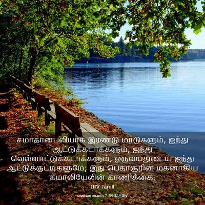 Picture 03 - எண்ணாகமம் 7:59 TAMIRV - சமாதானபலியாக - Bible Verse Picture