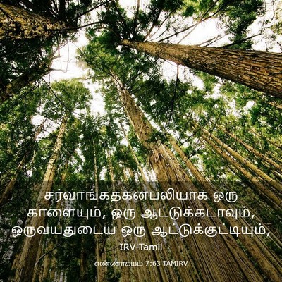 Picture 03 - எண்ணாகமம் 7:63 TAMIRV -  - Bible Verse Picture