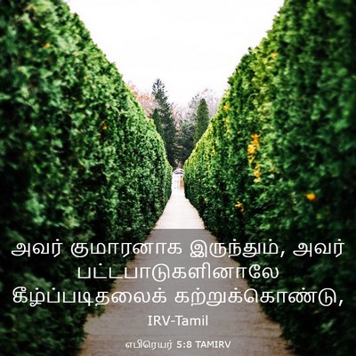 Picture 03 - எபிரெயர் 5:8 TAMIRV - அவர் குமாரனாக - Bible Verse Picture