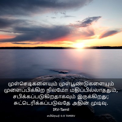 Picture 03 - எபிரெயர் 6:8 TAMIRV - முள்செடிகளையும் - Bible Verse Picture