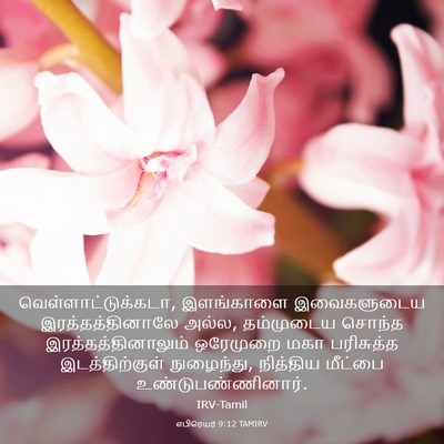 Picture 03 - எபிரெயர் 9:12 TAMIRV - வெள்ளாட்டுக்கடா, - Bible Verse Picture