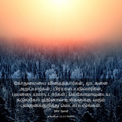Picture 03 - எரேமியா 12:13 TAMIRV - கோதுமையை - Bible Verse Picture