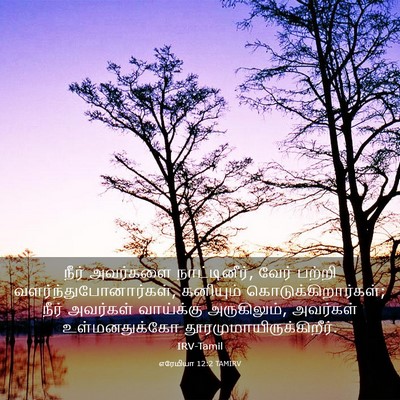Picture 03 - எரேமியா 12:2 TAMIRV - நீர் அவர்களை - Bible Verse Picture