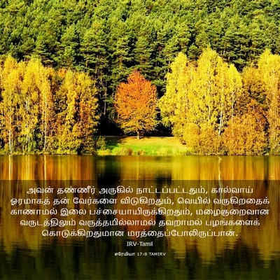 Picture 03 - எரேமியா 17:8 TAMIRV - அவன் தண்ணீர் - Bible Verse Picture