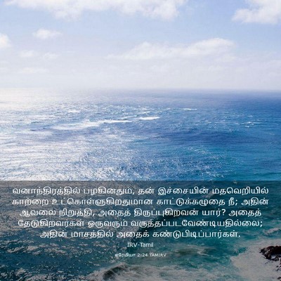 Picture 03 - எரேமியா 2:24 TAMIRV - வனாந்திரத்தில் - Bible Verse Picture