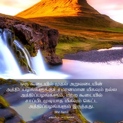Picture 03 - எரேமியா 24:2 TAMIRV - ஒரு கூடையில் - Bible Verse Picture
