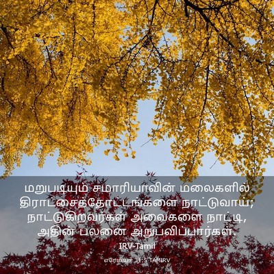 Picture 03 - எரேமியா 31:5 TAMIRV - மறுபடியும் - Bible Verse Picture