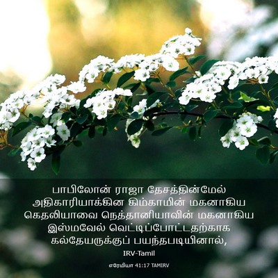 Picture 03 - எரேமியா 41:17 TAMIRV - பாபிலோன் ராஜா - Bible Verse Picture