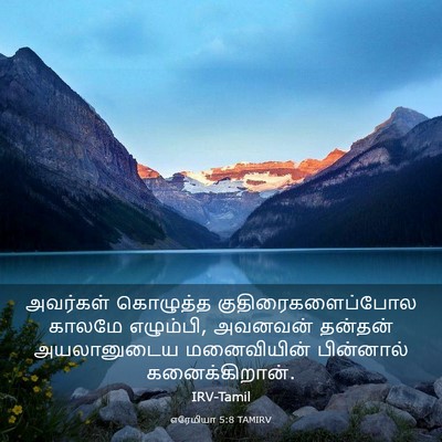 Picture 03 - எரேமியா 5:8 TAMIRV - அவர்கள் கொழுத்த - Bible Verse Picture