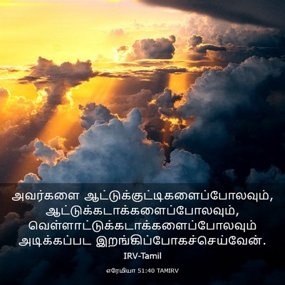 Picture 03 - எரேமியா 51:40 TAMIRV - அவர்களை - Bible Verse Picture