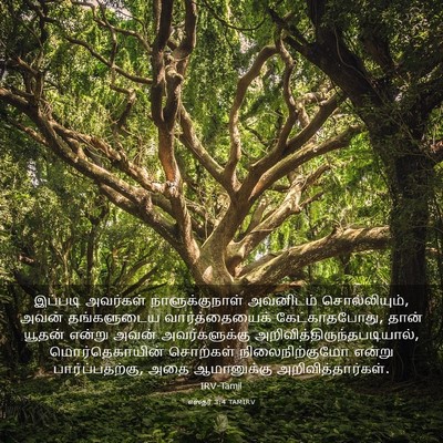 Picture 03 - எஸ்தர் 3:4 TAMIRV - இப்படி அவர்கள் - Bible Verse Picture