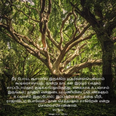 Picture 03 - எஸ்தர் 4:16 TAMIRV - நீர் போய், - Bible Verse Picture